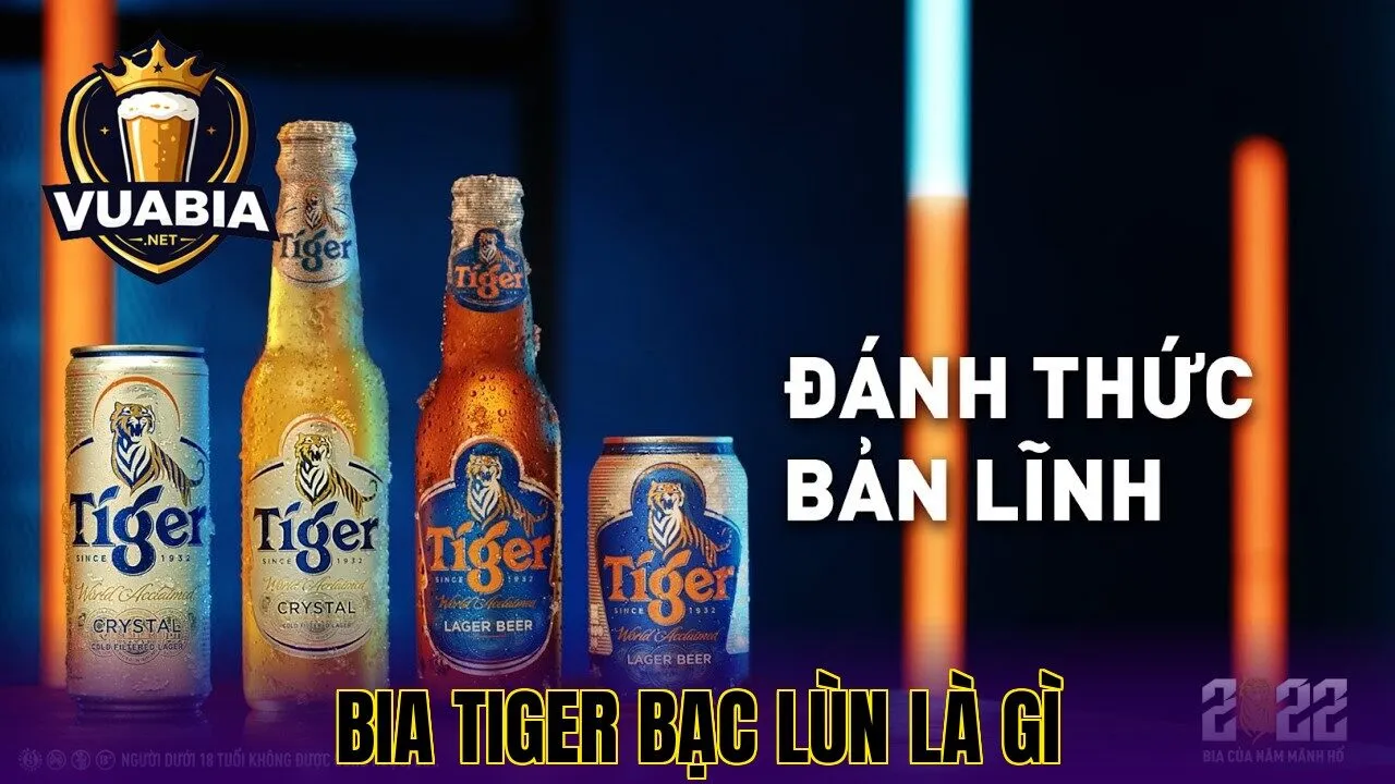 Bia Tiger Bạc Lùn Là Gì